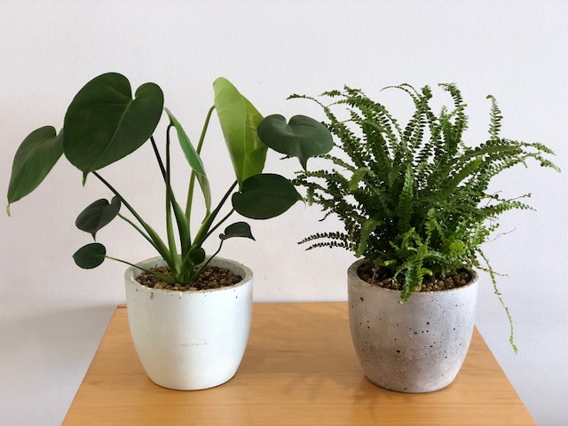Unusual Indoor Plants