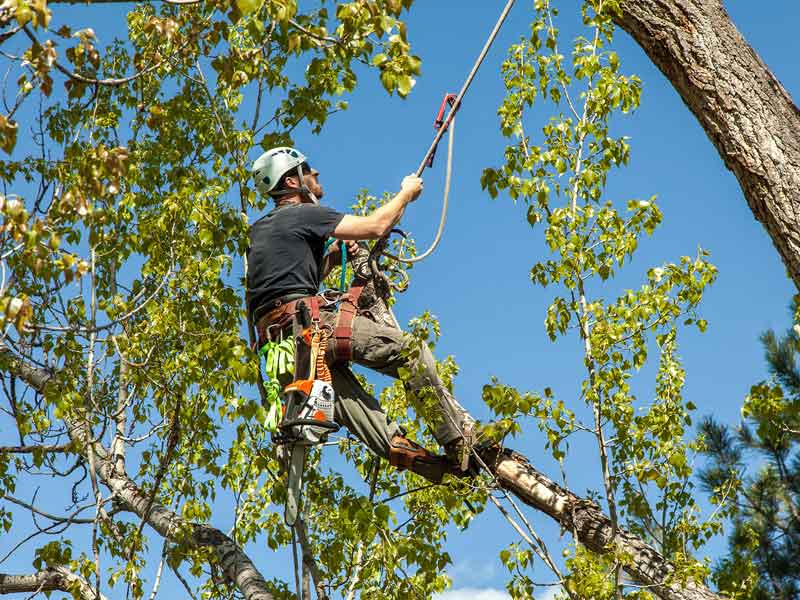 Benefits of Tree Removal Services