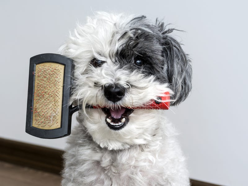 Choosing The Right Dog Brush